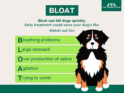 dog bloat treatment home