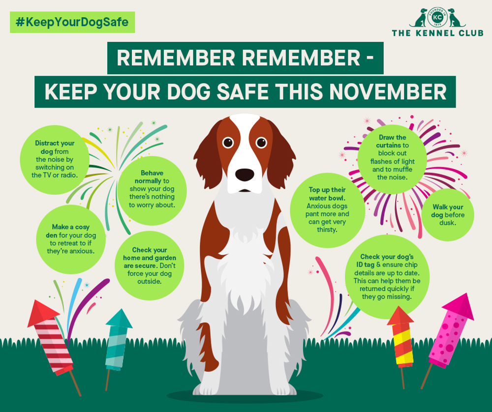 how can i calm my dog during fireworks