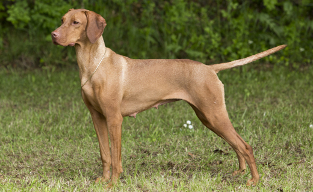 Hungarian Vizsla | Breeds A to Z | The Kennel Club
