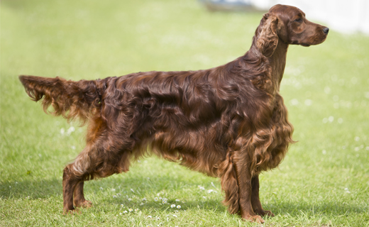 pedigree irish setter puppies for sale