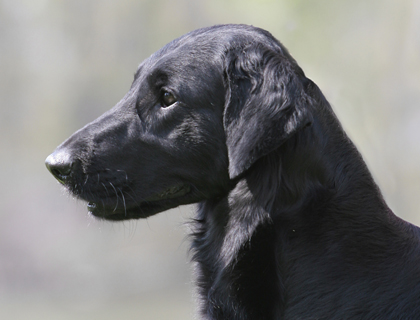 flat haired retriever for sale