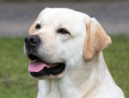 labrador retriever pedigree