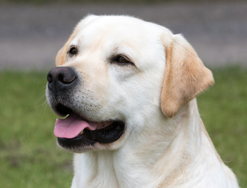 Kaal Monnik Tussendoortje Retriever (Labrador) | Breeds A to Z | The Kennel Club