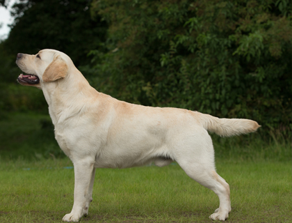 buy pedigree labrador puppies