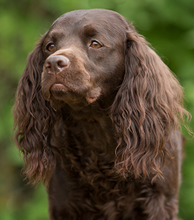 American water hot sale spaniel rescue