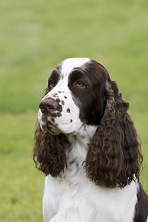 pedigree springer spaniel puppies for sale