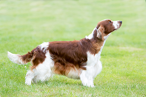 springer spaniel pedigree puppies for sale