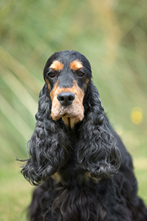 pedigree cocker spaniel puppies for sale near me