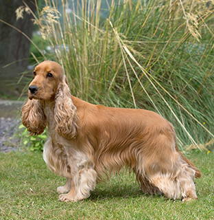 pedigree spaniel