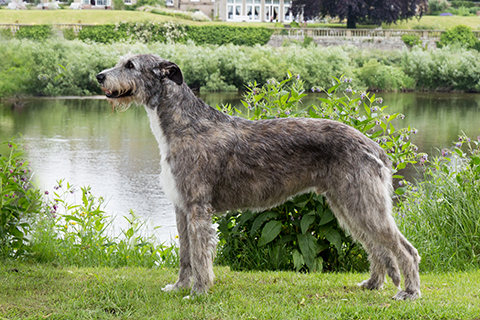 deerhound puppies for sale uk kennel club