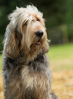 english otterhound