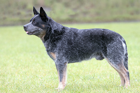 blue heeler pup