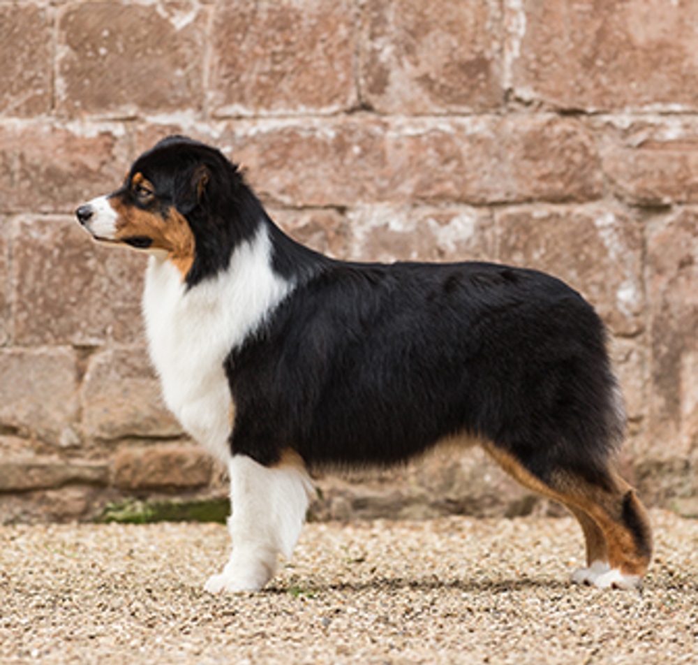 why do sheepdogs have no tail