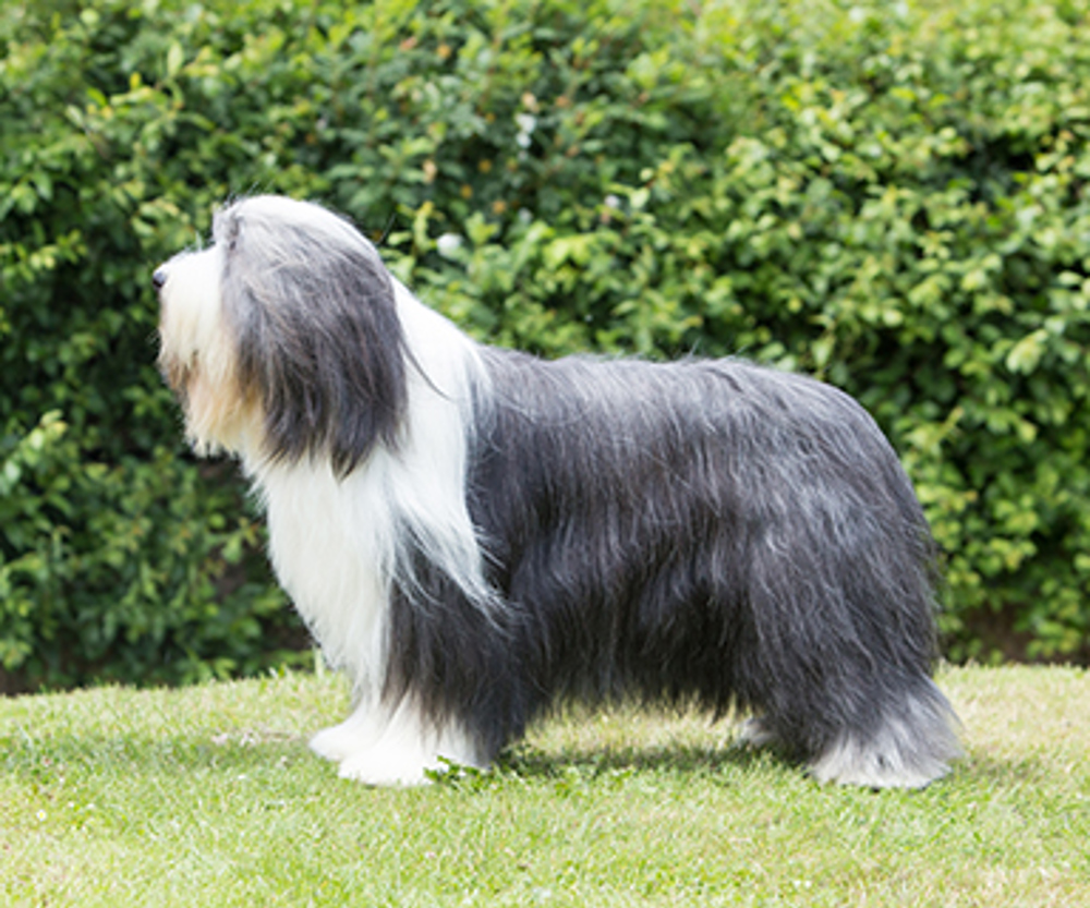 Bearded Collie | Breeds A to Z | The Kennel Club