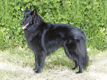 Belgian Shepherd Dog: Groenendael | Breeds A-Z | Kennel Club