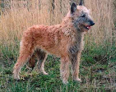 belgian shepherd laekenois