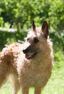 Belgian Shepherd Dog (Laekenois) | Breeds A-Z | Kennel Club