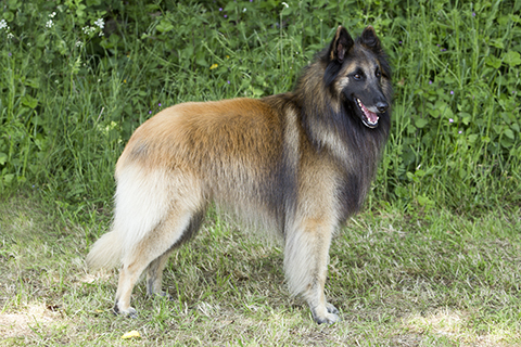 Belgian Shepherd