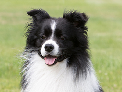 Border Collie | Breeds A to Z | The Kennel Club