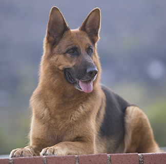 german shepherd kennels near me