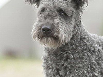 Hungarian Pumi | Breeds A to Z | The Kennel Club
