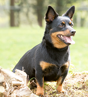 lancashire heeler puppies for sale