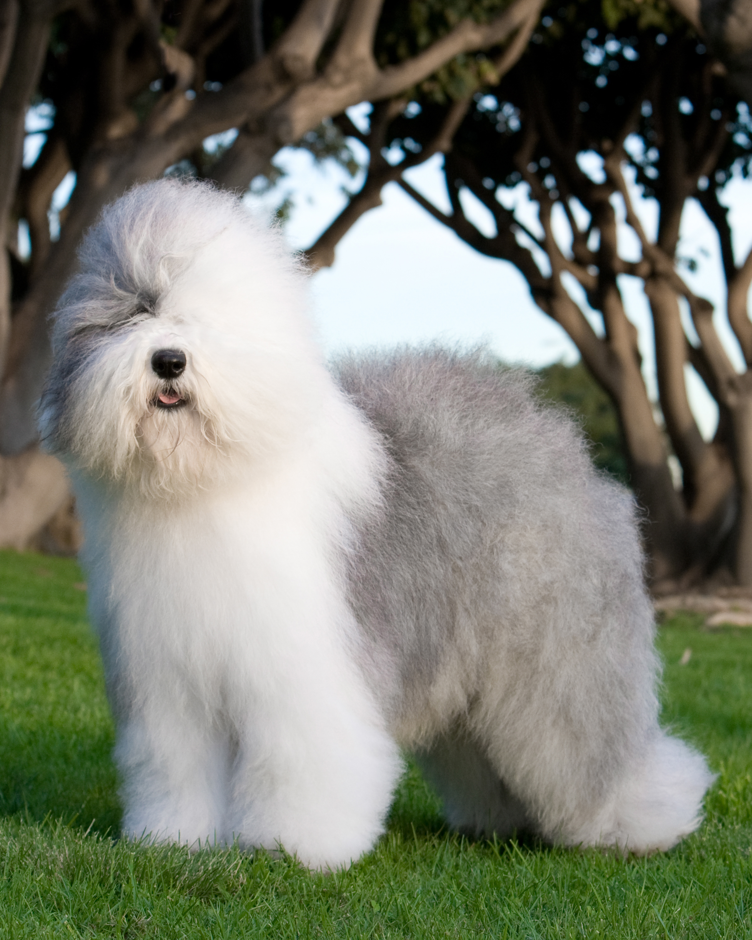 sheep dog old english