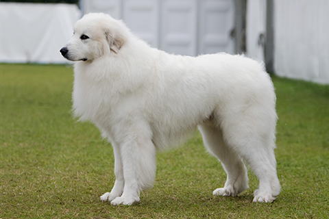 big white mountain dog