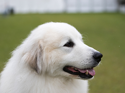 How Much Does A Pyrenean Mountain Dog Cost   Pyrenean Mountain Dog Headshot 