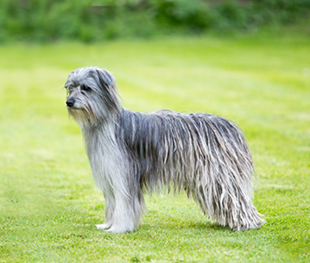 Pyrenean Sheepdog (Long Haired) | Breeds A-Z | Kennel Club