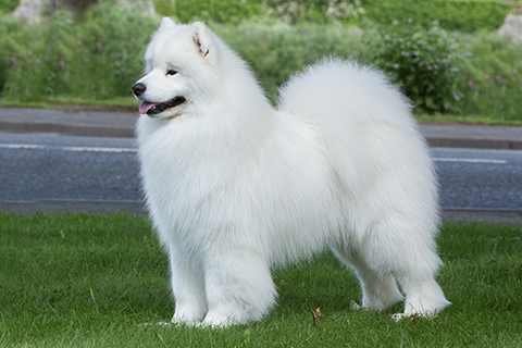 Samoyed | Breeds A to Z | The Kennel Club