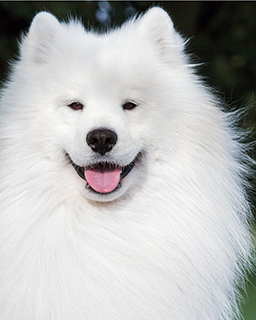 samoyed pedigree puppies