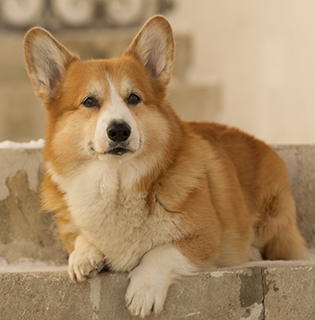 orange corgi