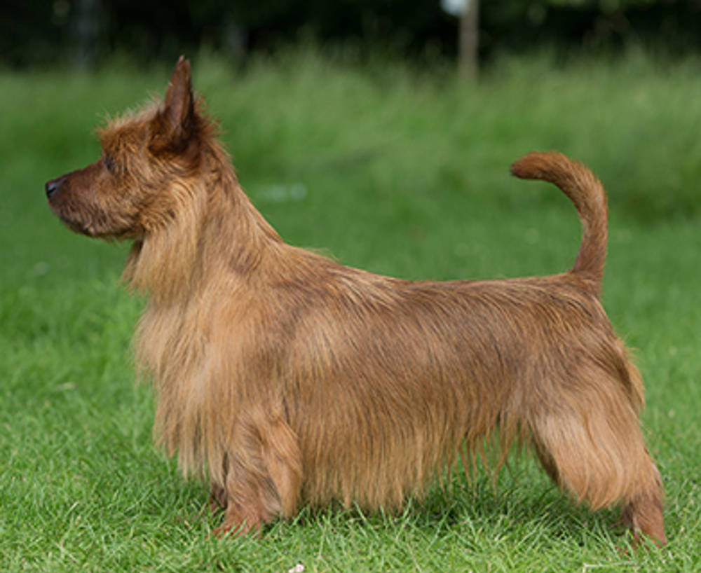 lava Gå glip af Boost Australian Terrier | Breeds A to Z | The Kennel Club