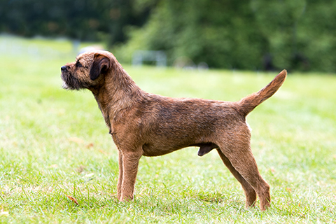 border terrier coat