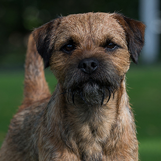 Are Border Terriers Good House Dogs   Border Terrier Headshot 