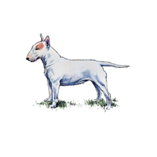 english bull terrier kennel club