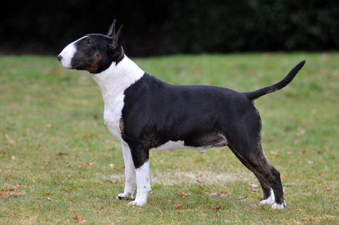 english bull terrier pedigree puppies