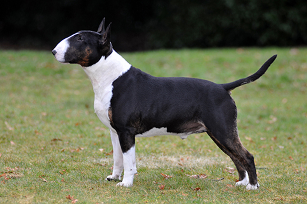Bull Terrier Breeds A To Z The Kennel Club