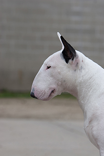 english bull terrier pedigree puppies