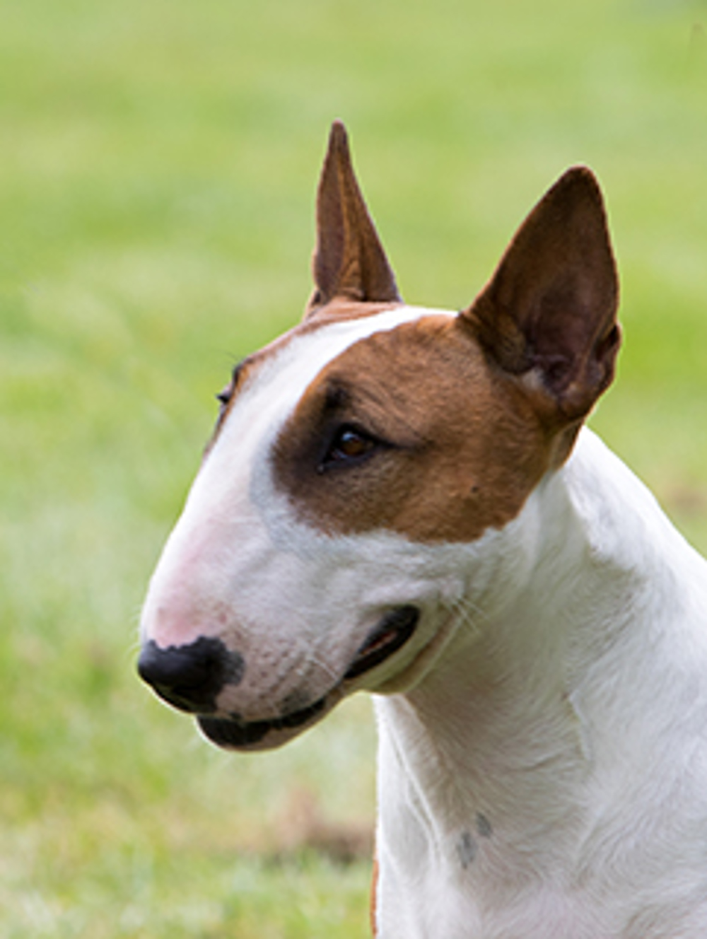 Bull Terrier Breeds A To Z The Kennel Club | Images and Photos finder
