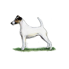 fox terrier kennel club