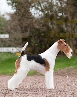 miniature wire haired fox terrier for sale