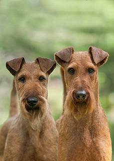 pedigree irish terrier puppies sale