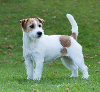 what were jack russells bred for