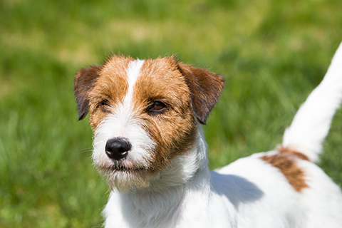 miniature jack russell puppies for sale near me