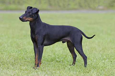 manchester terrier breed