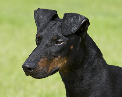 Manchester Terrier | Breeds A To Z | The Kennel Club