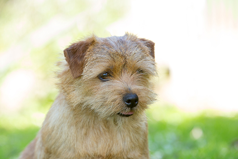 Norfolk Terrier | Breeds A To Z | The Kennel Club