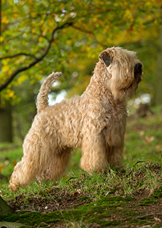 irish coat wheaten terrier puppies for sale